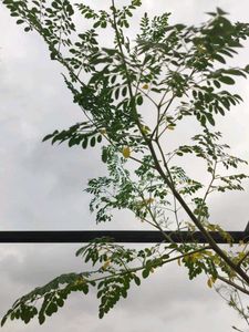Fresh Drum Stick Leaves
