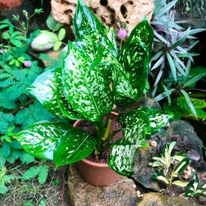 9 Plants Rare
