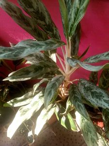 Only One Piece🌱 Chinese Evergreen Plant