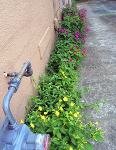 4'o Clock Flower Seeds
