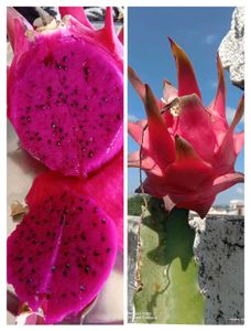 Pink Dragon Fruit Plant