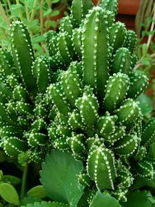 Triangular Cactus