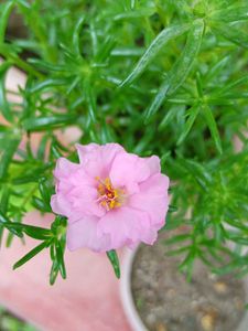 Four Colours Portulaca 12 Sticks