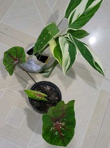 Set 2 Calcium,,&amp; Never Plants