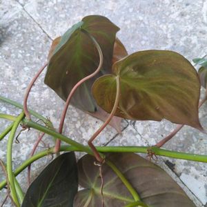 Copper Color Shading Money Plant&#39;s Cuttings