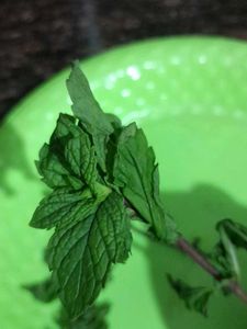 MINT LEAVES