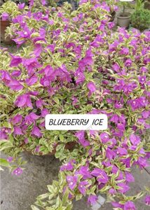 Blueberry Ice bagunvalia Live Plant Pack Of 1 ...