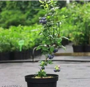 hybrid blue berry 🫐 plant easily grow in pot
