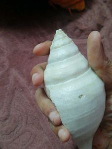 White Shankh Conch Shell