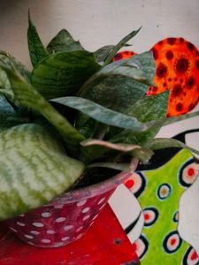 Snake plant - Air Purifier And Oxygen Enriching