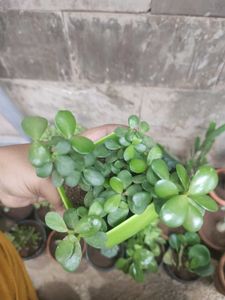 Jade Plant