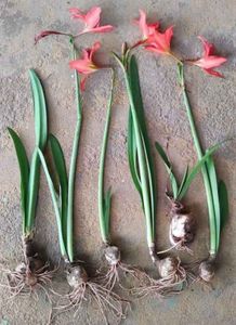 Amar lily 3 Plants with bulb