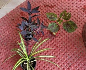 Set 3 Heart' Purple 💜 &amp; Pandanus&amp; Colous Plant