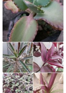 Live Plants