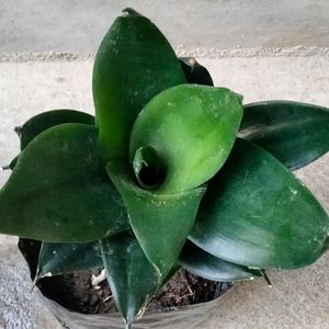 Big Size Dwarf Varieties (3 Different Variety)
