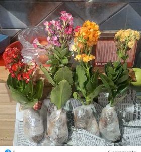 15 Plant Pack (Free Shipping)