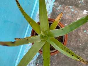 Aloe Vera Live Plant