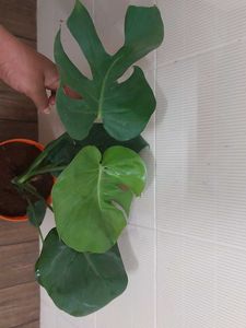 Monestera (7 Leaves)