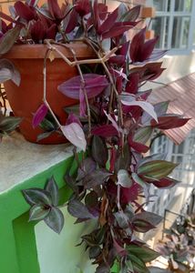 Wandering Jews Plant With Pot