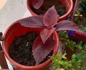 Plants