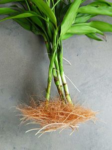 Lucky Bamboo Sticks with Roots