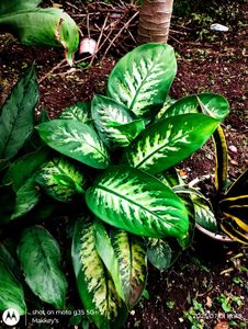 Dieffenbachia &amp; Snake Plant Duo