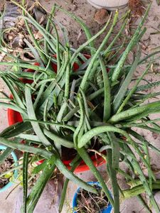 Aloe Vera (Aloe Barbadensis Miller)