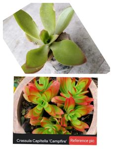 Assorted Combo Secculents N Cactus Offer