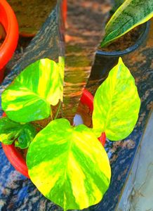 Combo PLANTS