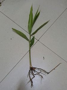 Lesser Galangal Rhizome