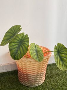 Alocasia Green shield Same Plant