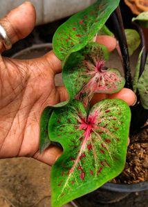 Combo Of Three Caladium With Two Freebie