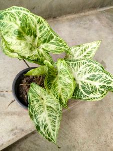 Assorted Plants