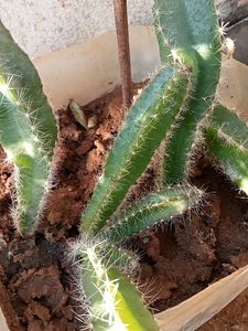 Dragon Plants 4 Plants