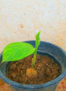 Combo PLANTS