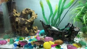 Big Size Aquarium