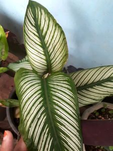 Set Of Plants