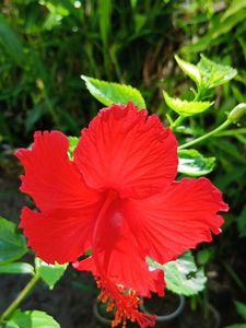 Red And Orange Hibiscus Cutting Saplings