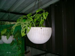 Sony Cybershot Dsc S500 Digital Camera