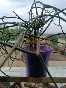 Pencil Cactus