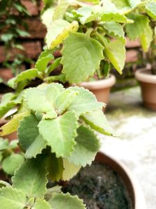 Combo (Ajwain Plant Cutting + Sadabahar Plan