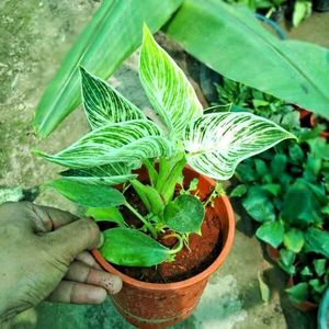 11 Plants Combo