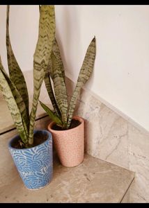 Plants Combo