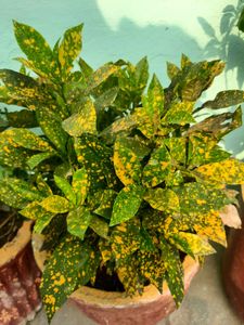 Plants
