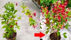 Madhu Malti Lata Flower Plant,with Root