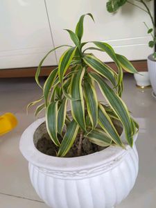 Plant With Planer