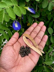 Blue🔷 Aparajita Flower Seeds