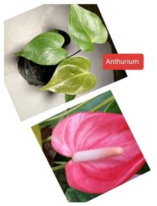 Assorted  Plants