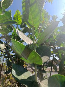 White Aakda Dry Sticks