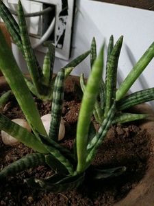 Mini Cilinder Sanke Plant